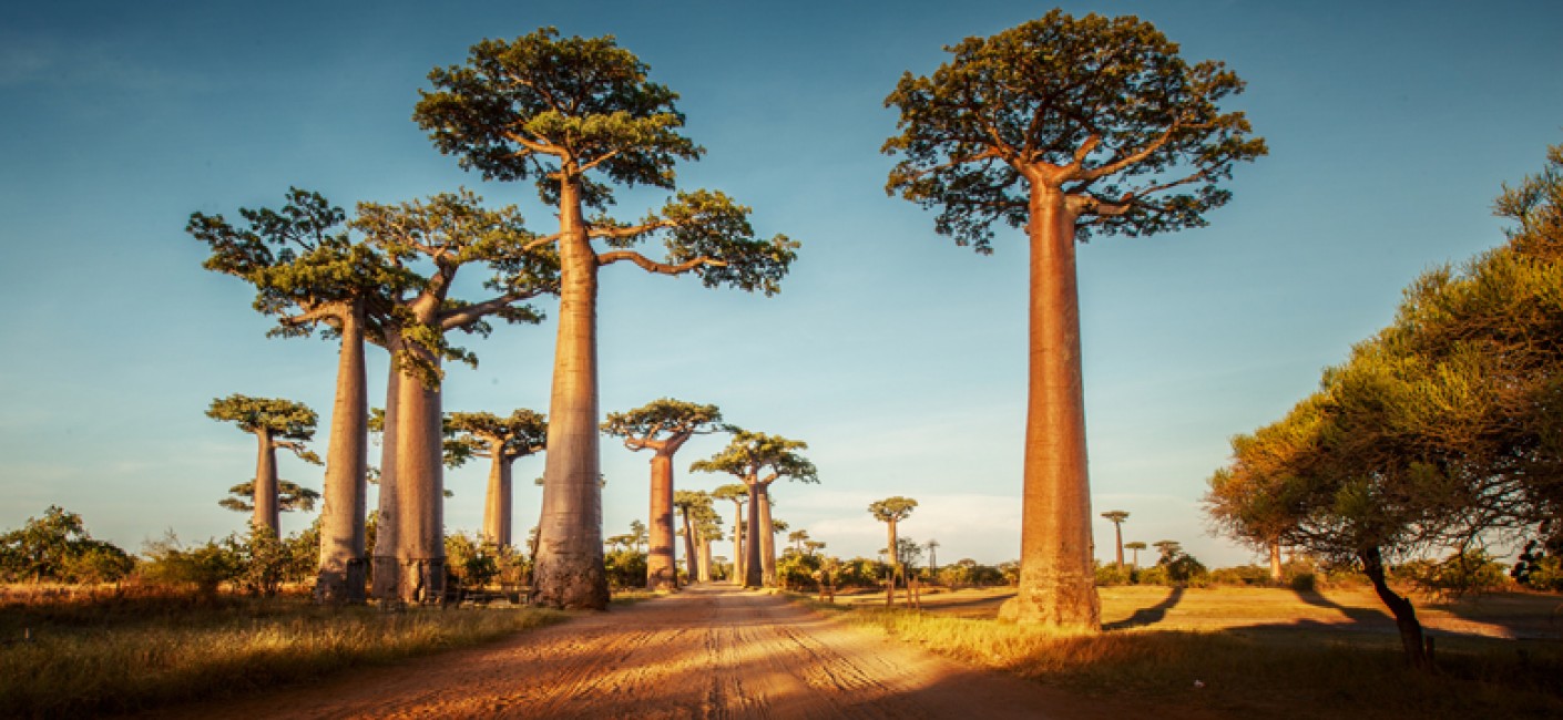 Flights to Madagascar with Air Seychelles